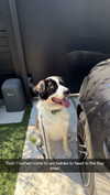 cclaire.bbear1 Altpins Profile Picture