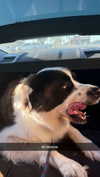 cclaire.bbear1 Altpins Profile Picture
