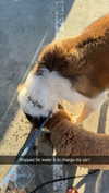 cclaire.bbear1 Altpins Profile Picture