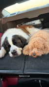 cclaire.bbear1 Altpins Profile Picture