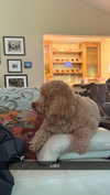 cclaire.bbear1 Altpins Profile Picture