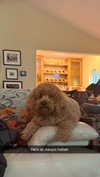 cclaire.bbear1 Altpins Profile Picture
