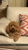 cclaire.bbear1 Altpins Profile Picture