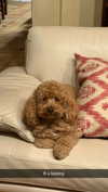 cclaire.bbear1 Altpins Profile Picture