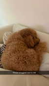 cclaire.bbear1 Altpins Profile Picture