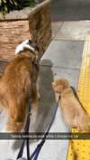 cclaire.bbear1 Altpins Profile Picture