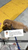 cclaire.bbear1 Altpins Profile Picture