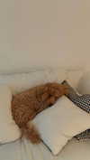 cclaire.bbear1 Altpins Profile Picture