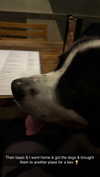 cclaire.bbear1 Altpins Profile Picture