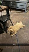 cclaire.bbear1 Altpins Profile Picture