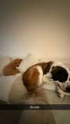 cclaire.bbear1 Altpins Profile Picture