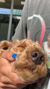 cclaire.bbear1 Altpins Profile Picture