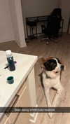 cclaire.bbear1 Altpins Profile Picture
