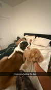 cclaire.bbear1 Altpins Profile Picture