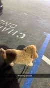 cclaire.bbear1 Altpins Profile Picture