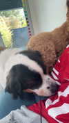 cclaire.bbear1 Altpins Profile Picture
