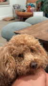 cclaire.bbear1 Altpins Profile Picture
