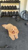 cclaire.bbear1 Altpins Profile Picture