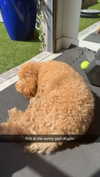 cclaire.bbear1 Altpins Profile Picture