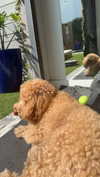 cclaire.bbear1 Altpins Profile Picture