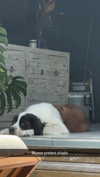 cclaire.bbear1 Altpins Profile Picture
