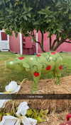 cclaire.bbear1 Altpins Profile Picture