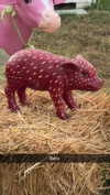 cclaire.bbear1 Altpins Profile Picture