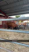 cclaire.bbear1 Altpins Profile Picture