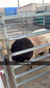 cclaire.bbear1 Altpins Profile Picture