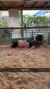 cclaire.bbear1 Altpins Profile Picture