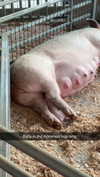 cclaire.bbear1 Altpins Profile Picture