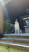cclaire.bbear1 Altpins Profile Picture