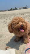cclaire.bbear1 Altpins Profile Picture