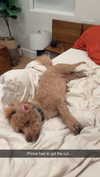 cclaire.bbear1 Altpins Profile Picture