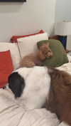 cclaire.bbear1 Altpins Profile Picture