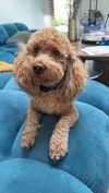 cclaire.bbear1 Altpins Profile Picture