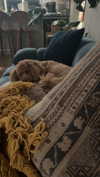 cclaire.bbear1 Altpins Profile Picture