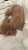 cclaire.bbear1 Altpins Profile Picture