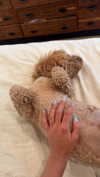 cclaire.bbear1 Altpins Profile Picture