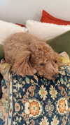 cclaire.bbear1 Altpins Profile Picture