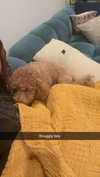 cclaire.bbear1 Altpins Profile Picture