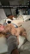 cclaire.bbear1 Altpins Profile Picture