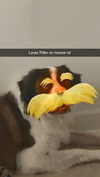 cclaire.bbear1 Altpins Profile Picture