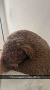 cclaire.bbear1 Altpins Profile Picture