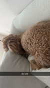 cclaire.bbear1 Altpins Profile Picture