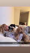 cclaire.bbear1 Altpins Profile Picture