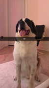 cclaire.bbear1 Altpins Profile Picture