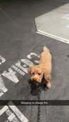 cclaire.bbear1 Altpins Profile Picture