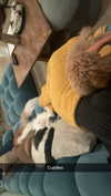 cclaire.bbear1 Altpins Profile Picture