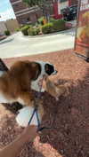 cclaire.bbear1 Altpins Profile Picture